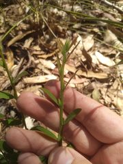 Bossiaea stephensonii