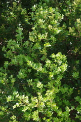 Searsia crenata