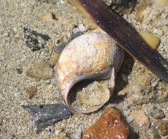 Phasianella