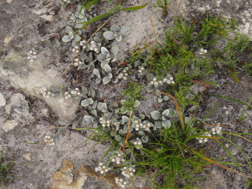 Image of Helichrysum rotundifolium by (c) Jeremy Gilmore, some rights reserved (CC BY)