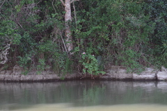 Pelargonium frutetorum