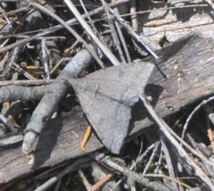 Dichromodes mesogonia