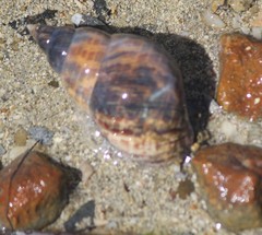 Phasianella