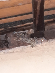 Gekko gecko