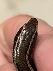 Plestiodon skiltonianus interparietalis