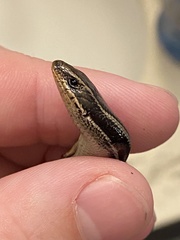 Plestiodon skiltonianus interparietalis