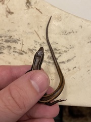 Plestiodon skiltonianus interparietalis