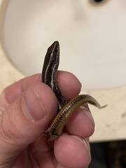 Plestiodon skiltonianus interparietalis