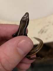 Plestiodon skiltonianus interparietalis