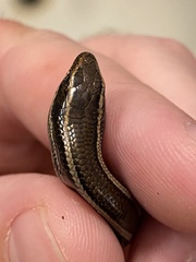 Plestiodon skiltonianus interparietalis