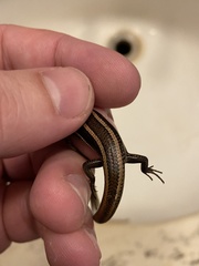 Plestiodon skiltonianus interparietalis