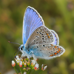 Polyommatus icarus