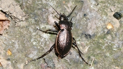 Carabus manifestus