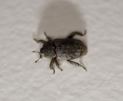 Mitrastethus australiae