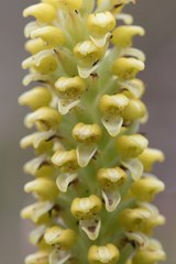 Pterygodium bicolorum