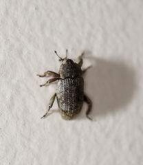 Mitrastethus australiae