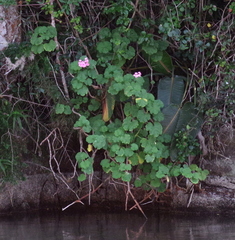 Pelargonium frutetorum