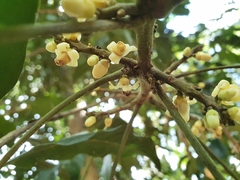 Dysoxylum oppositifolium
