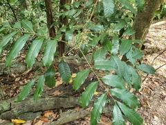 Dysoxylum oppositifolium