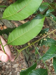 Dysoxylum oppositifolium