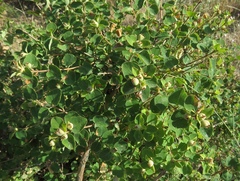 Lonicera iberica