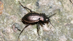Carabus manifestus