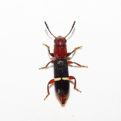 Paratillus carus