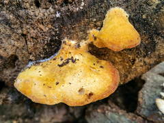 Aurantiporus croceus