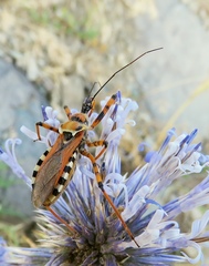Rhynocoris punctiventris