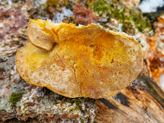Aurantiporus croceus