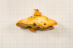 Aurantiporus croceus