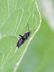 Deraeocoris ruber