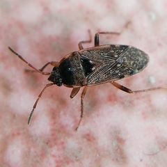 Heteroptera
