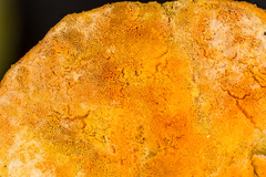 Aurantiporus croceus