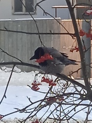 Corvus cornix