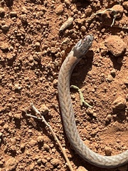 Pygopus schraderi