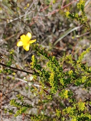 Hypericum tenuifolium
