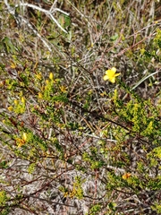 Hypericum tenuifolium