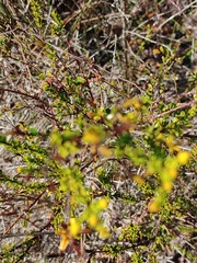Hypericum tenuifolium