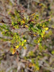 Hypericum tenuifolium