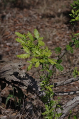 Vepris lanceolata