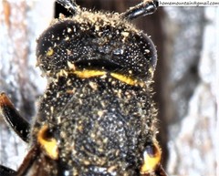 Allodynerus mandschuricus