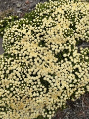 Baccharis magellanica
