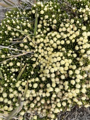 Baccharis magellanica