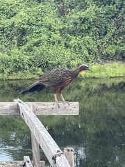 Penelope ochrogaster