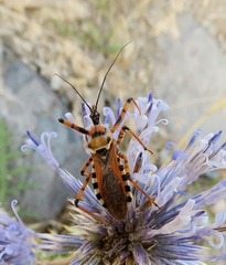 Rhynocoris punctiventris