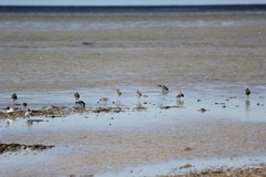 Calidris ruficollis