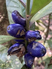 Symplocos cyanocarpa