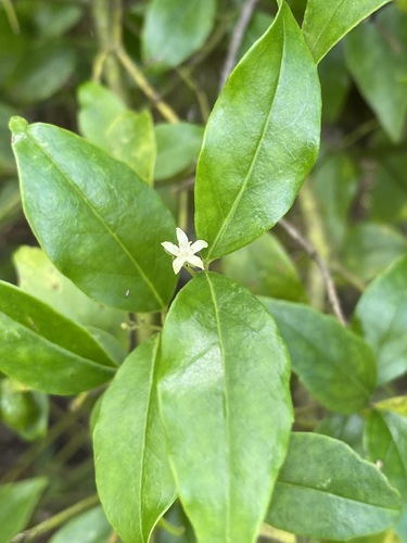 Cassinopsis image