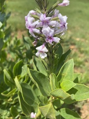 Chascanum latifolium